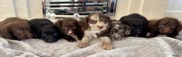 Cocker Spaniel dogs for sale: Cocker spaniel puppies 🖤🤎🤍 in Bedlington - Advert 2