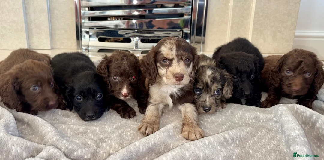 Cocker Spaniel dogs for sale: Cocker spaniel puppies 🖤🤎🤍 in Bedlington - Advert 2