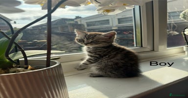 Scottish Fold cats - Advert 10
