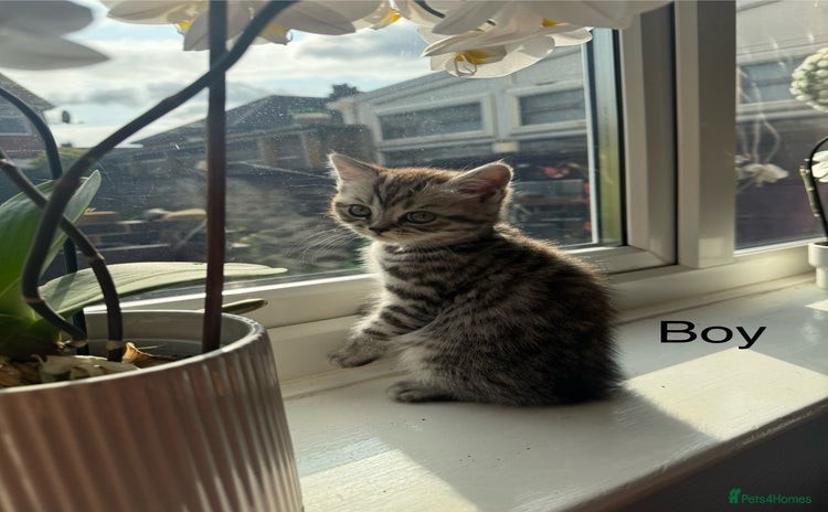 Scottish Fold cats - Advert 1