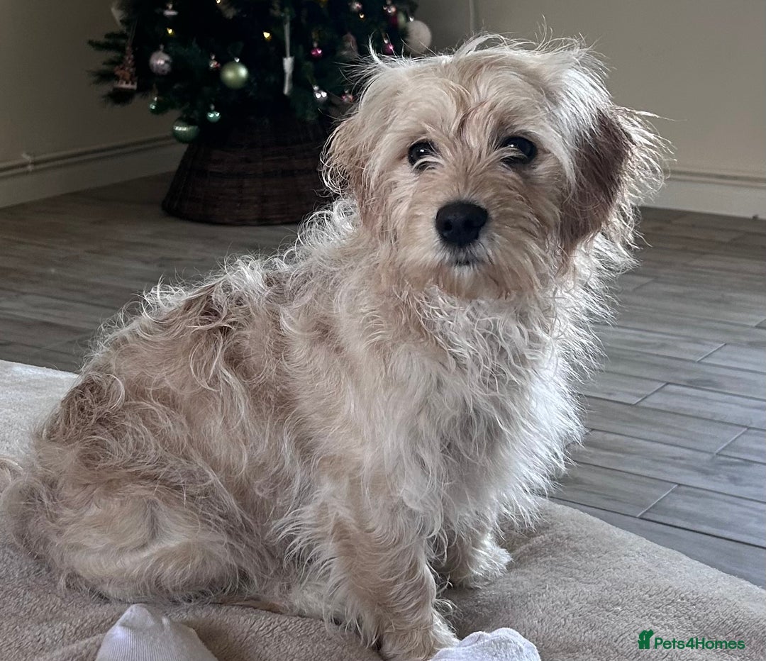 Cavapoochon dogs for sale: Male CavapoochonPuppy - Advert 6