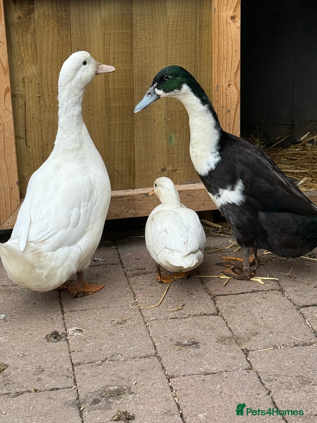 Ducks poultry for sale: Runner Ducks & Call Duck - Image 4