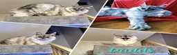 Maine Coon cats for sale: 🌟 STUNNING MAINECOON KITTENS SHOWQUALITY 🌟 - Advert 2