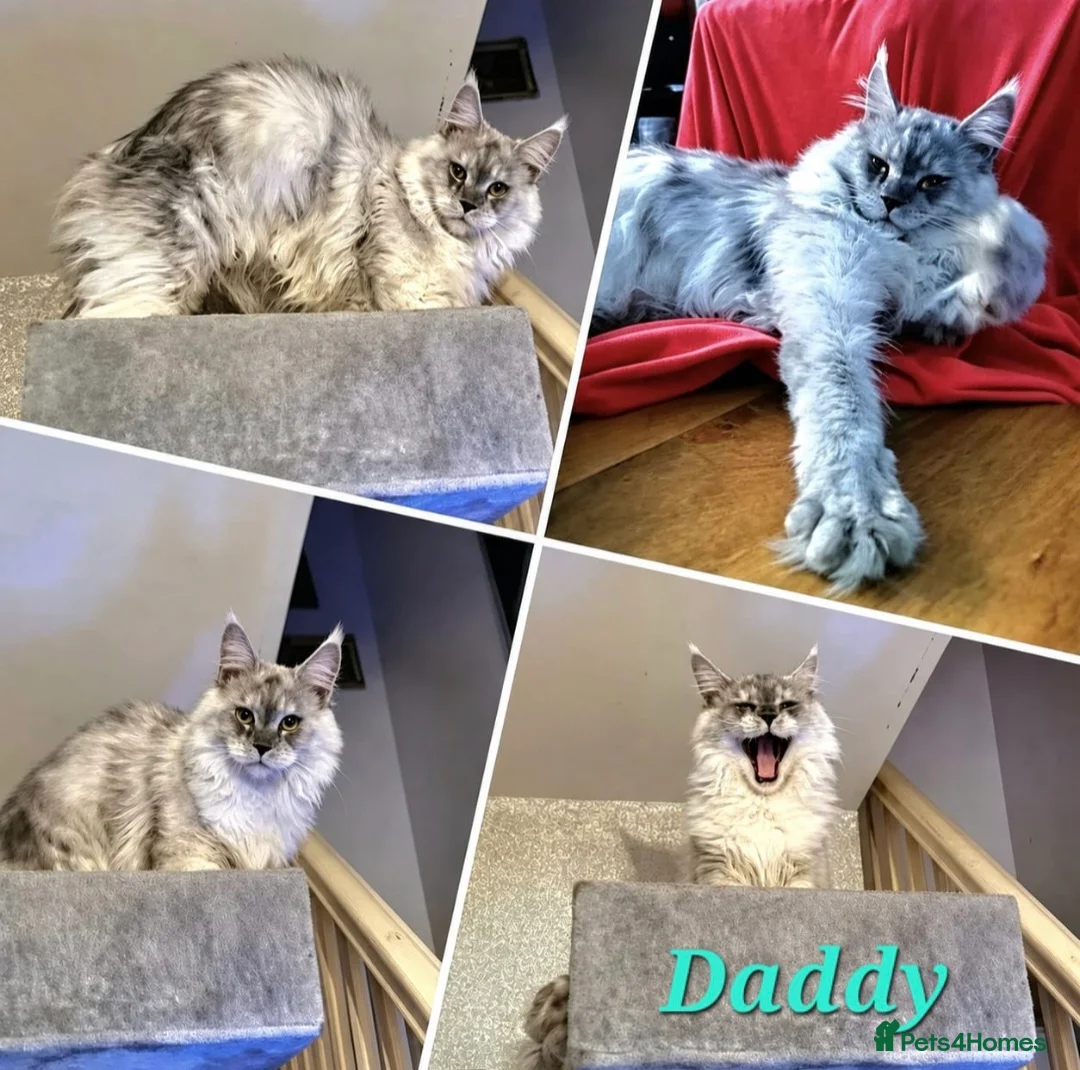 Maine Coon cats for sale: 🌟 STUNNING MAINECOON KITTENS SHOWQUALITY 🌟 - Advert 2