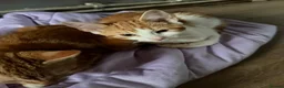 Mixed Breed cats for sale: Gorgeous kittens  - Advert 8