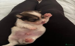 Mixed Breed dogs for sale: Jack Tzu puppies - Image 13