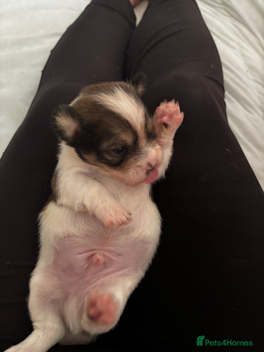 Mixed Breed dogs for sale: Jack Tzu puppies - Image 13