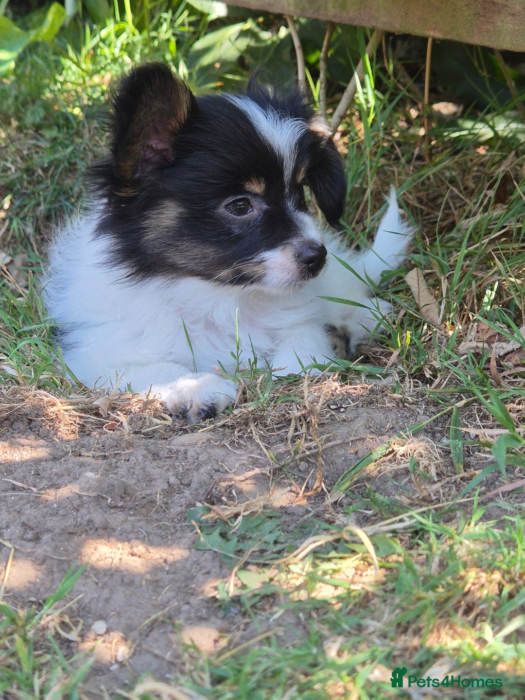 Papillon dogs for sale: Papillion puppys - Image 16