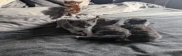 Mixed Breed cats for sale: Kittens  in Stourbridge - Advert 2