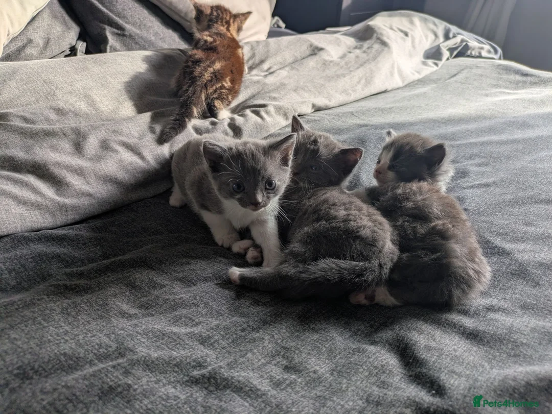 Mixed Breed cats for sale: Kittens  in Stourbridge - Advert 2