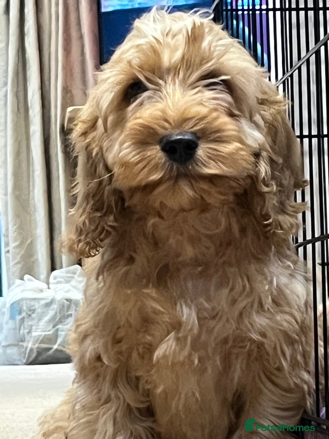 Cockapoo dogs for sale: Healthy Cockapoos boys fully vaccinated  - Image 24