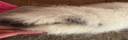 Guinea Pig rodents for sale: Guinea pig Alpaca boar 6 mths  - Advert 4