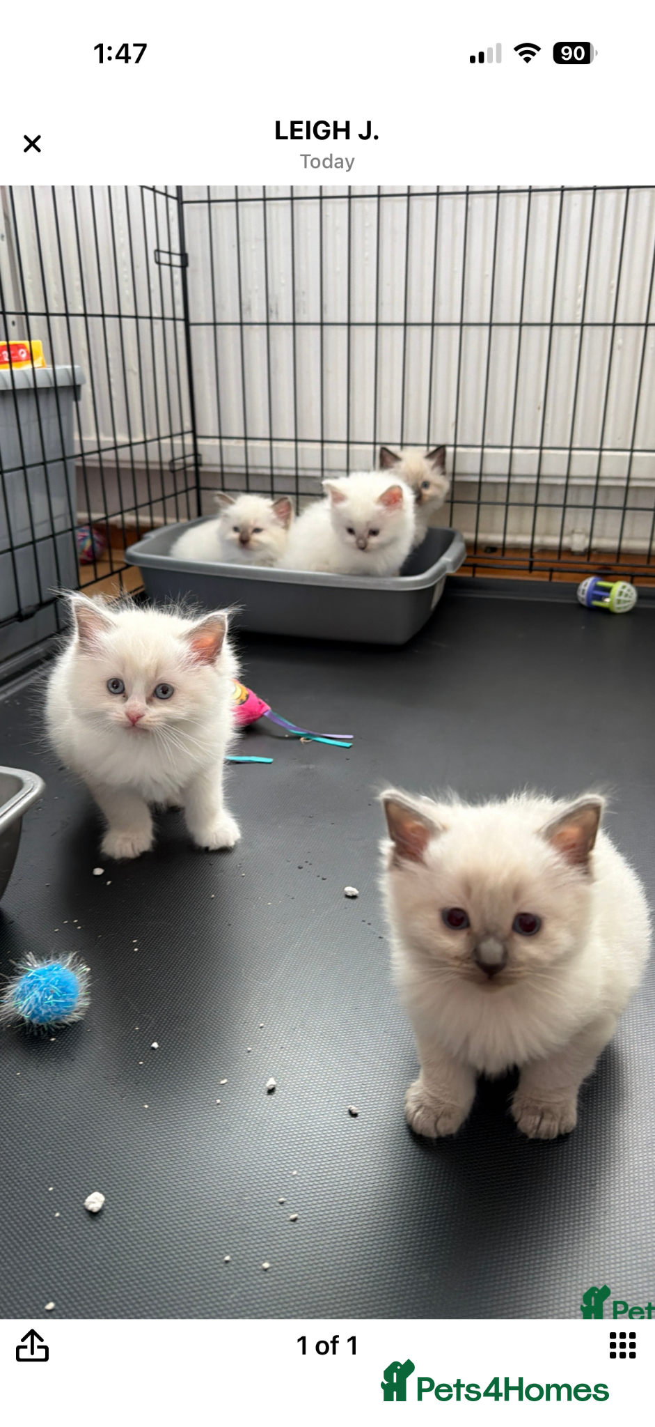 Ragdoll cats Beautiful blue point and bicolour ragdoll kittens - Advert 19