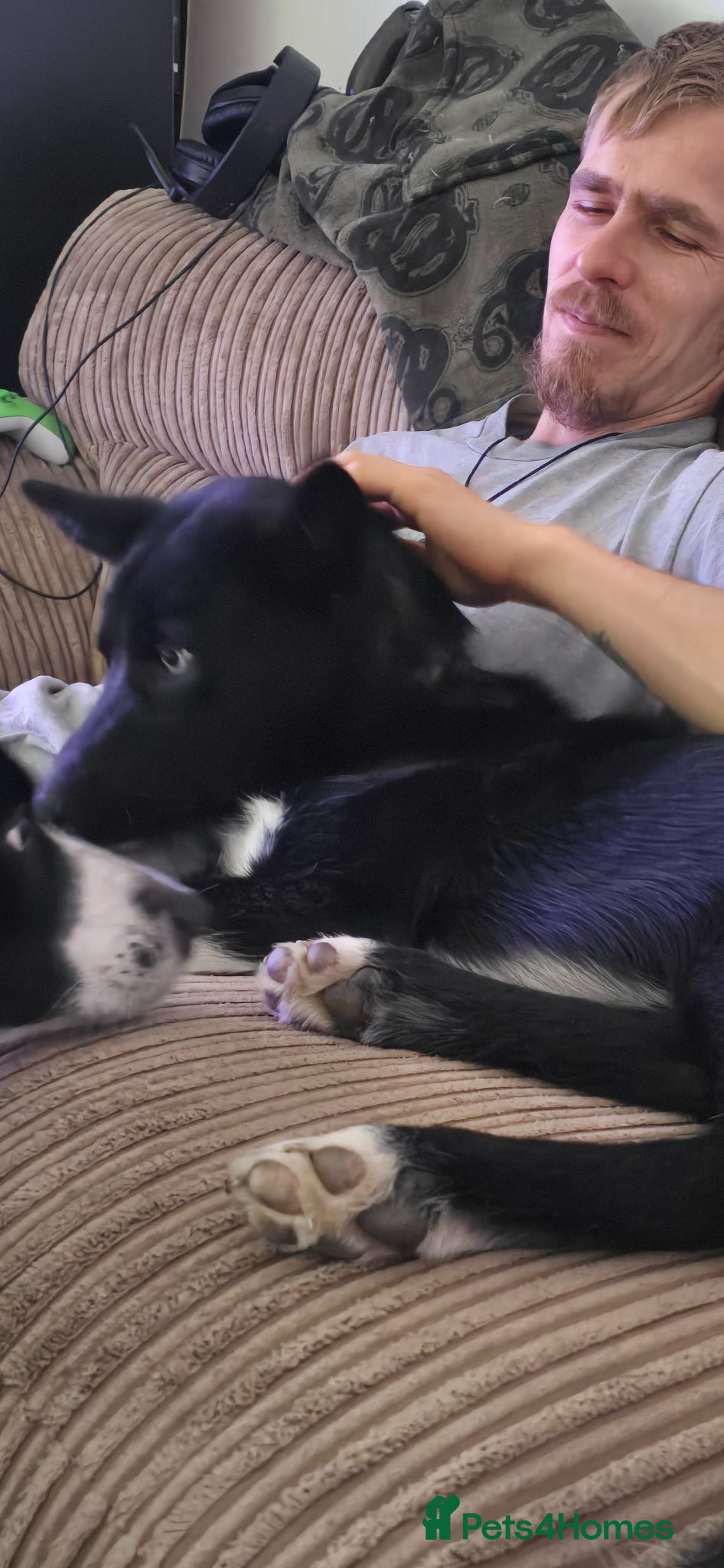 Mixed Breed dogs Re homing  - Advert 8