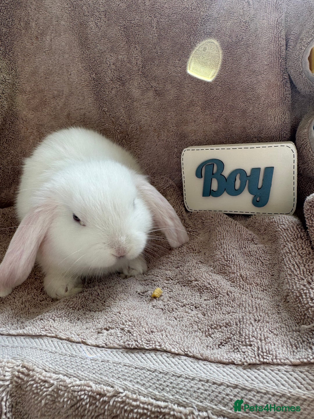 Mini Lop rabbits for sale: Friendly mini lop babies ready 14 August - Image 6