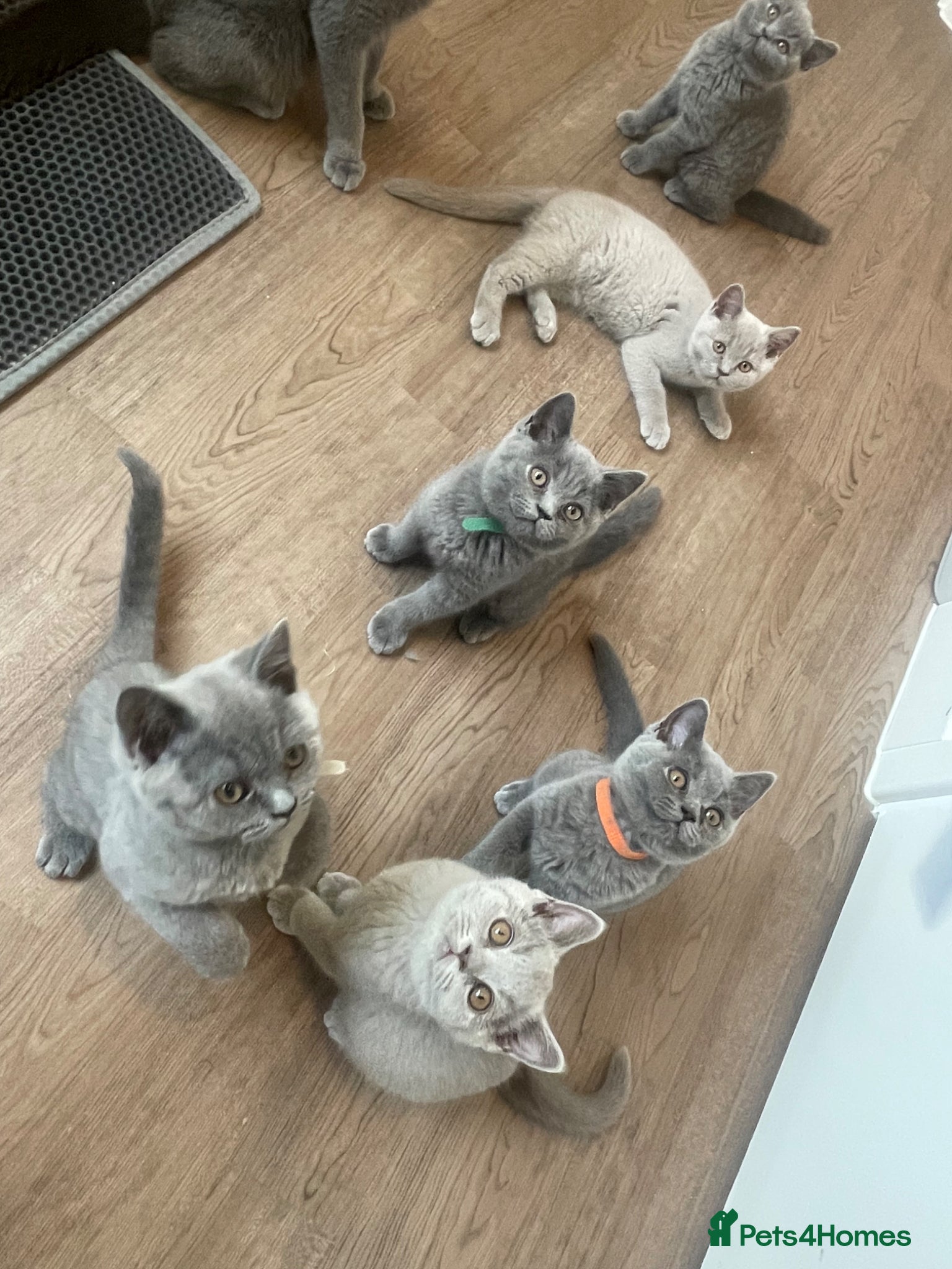 British Shorthair cats Pedigree British shorthair kittens  - Advert 14