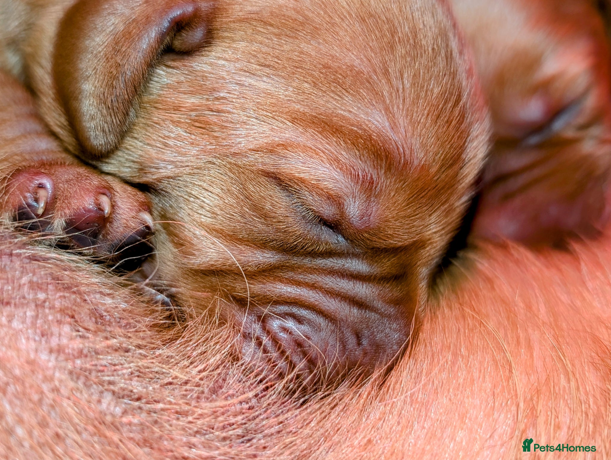 Labrador Retriever dogs for sale: RKC Fox Red Puppies - Fully Health Tested  - Advert 8