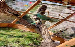 Iguana reptiles for sale: Tank the tame Blue Iguana  - Image 17