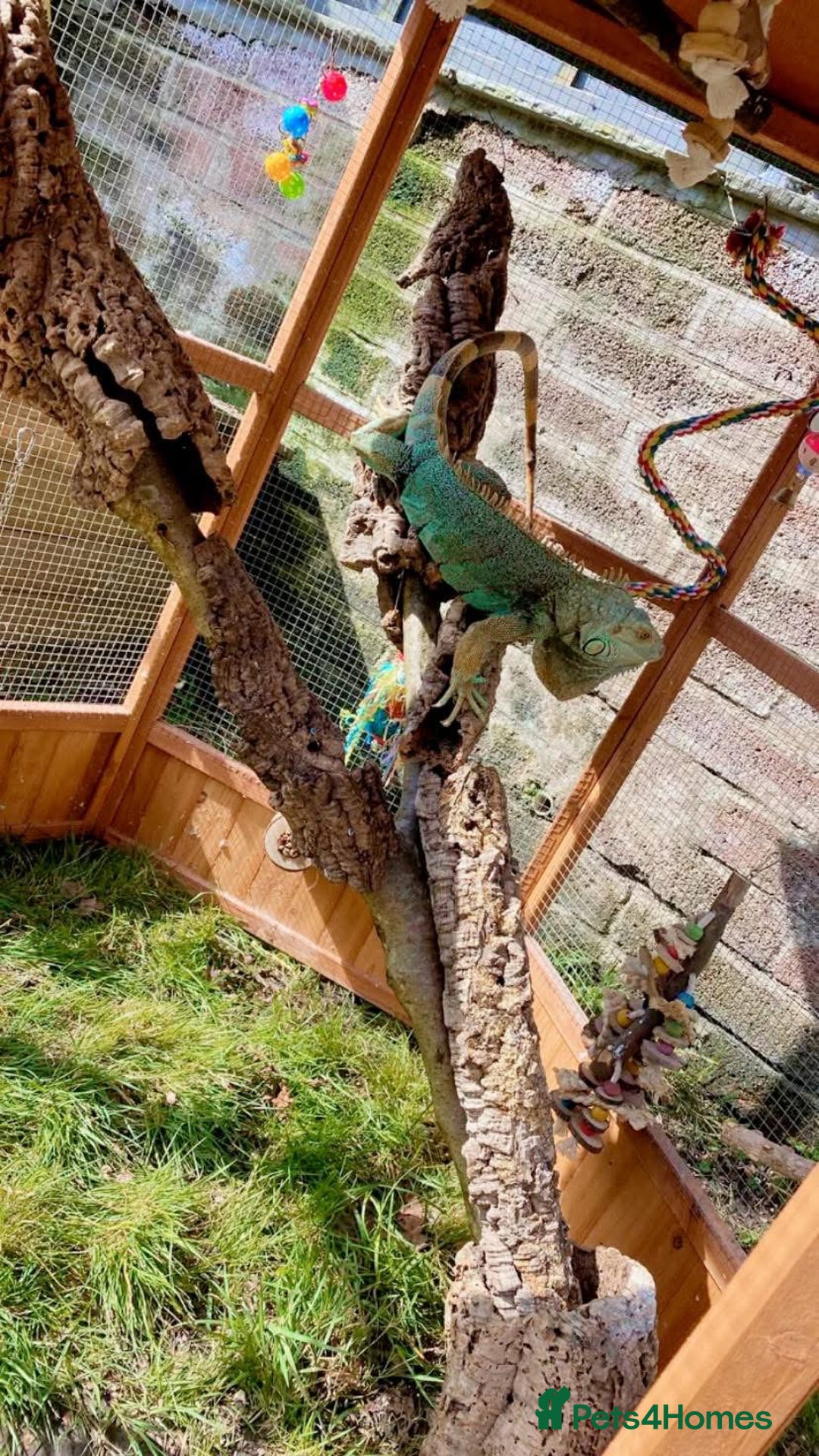Iguana reptiles for sale: Tank the tame Blue Iguana  - Image 17