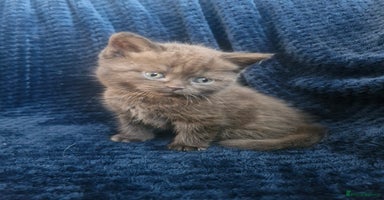 British Shorthair cats - Advert 1