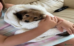 Miniature Dachshund dogs for sale: REDUCED!! Only one long hair miniature girl left!  in Sudbury - Image 15