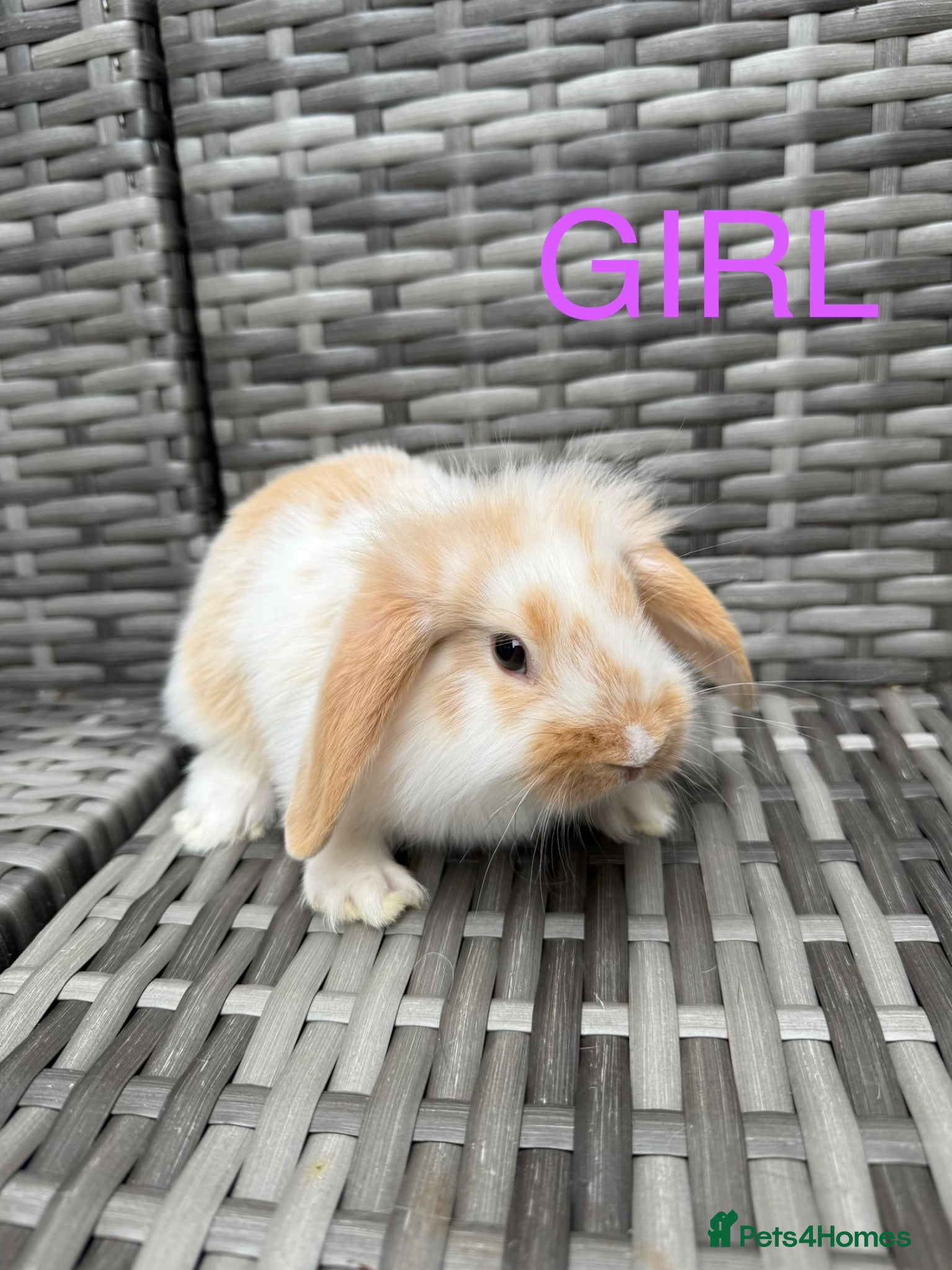 Mini Lop rabbits Adorable mini lop rabbits for sale ❤️ - Advert 1