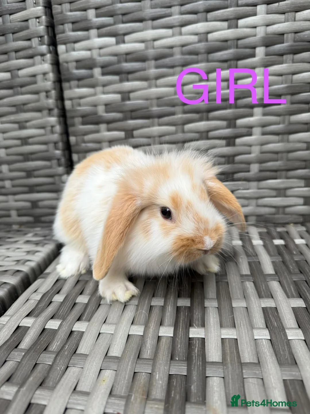 Mini Lop rabbits for sale: Adorable mini lop rabbits for sale ❤️ - Advert 1