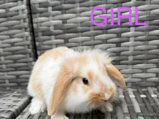 Mini Lop rabbits Adorable mini lop rabbits for sale ❤️ - Advert 1