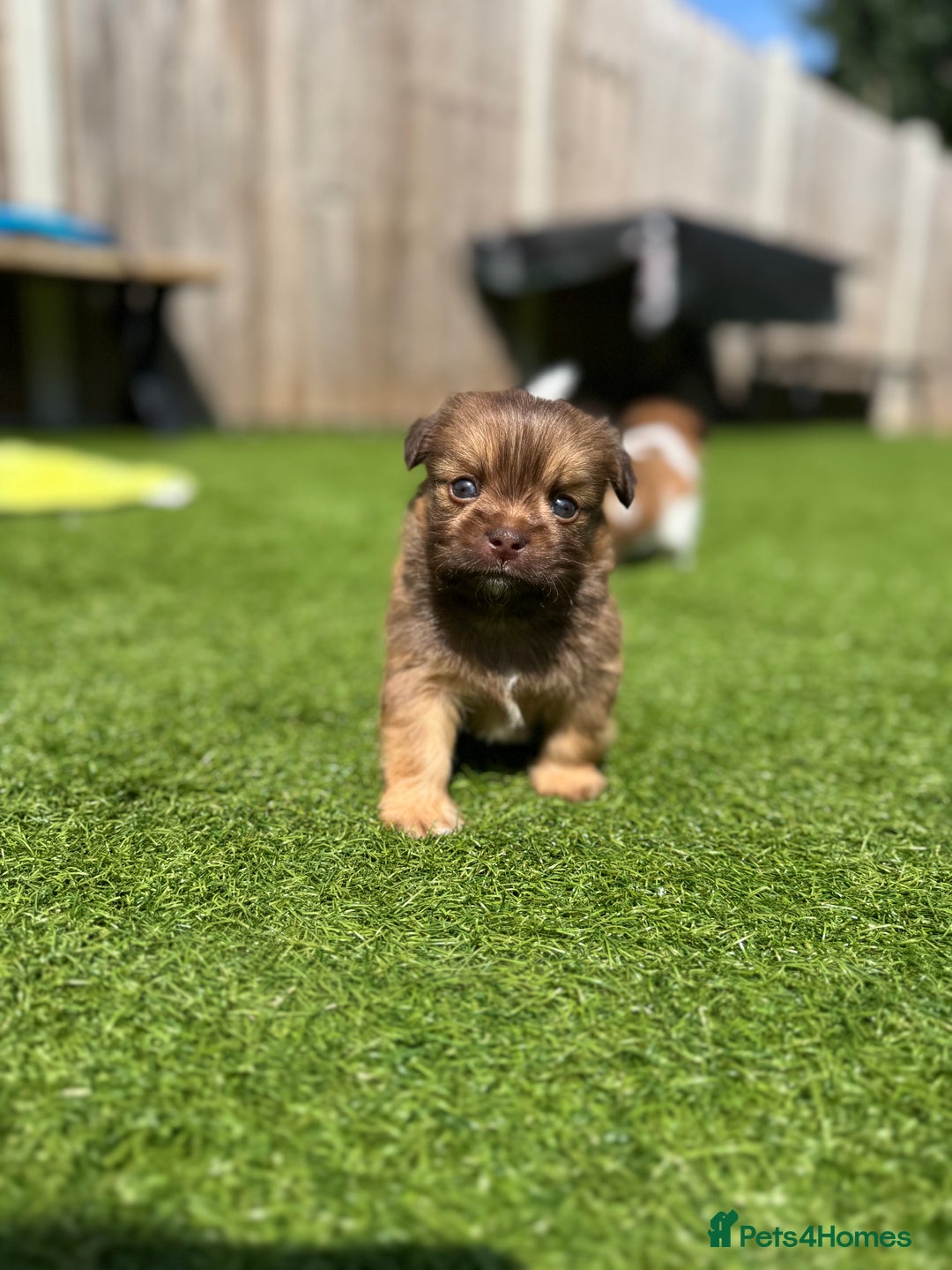 Mi-Ki dogs for sale: Mi ki toy puppies - Image 6