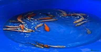 Koi Carp fish - Advert 4