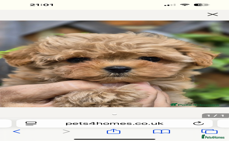 Maltipoo dogs - Advert 1
