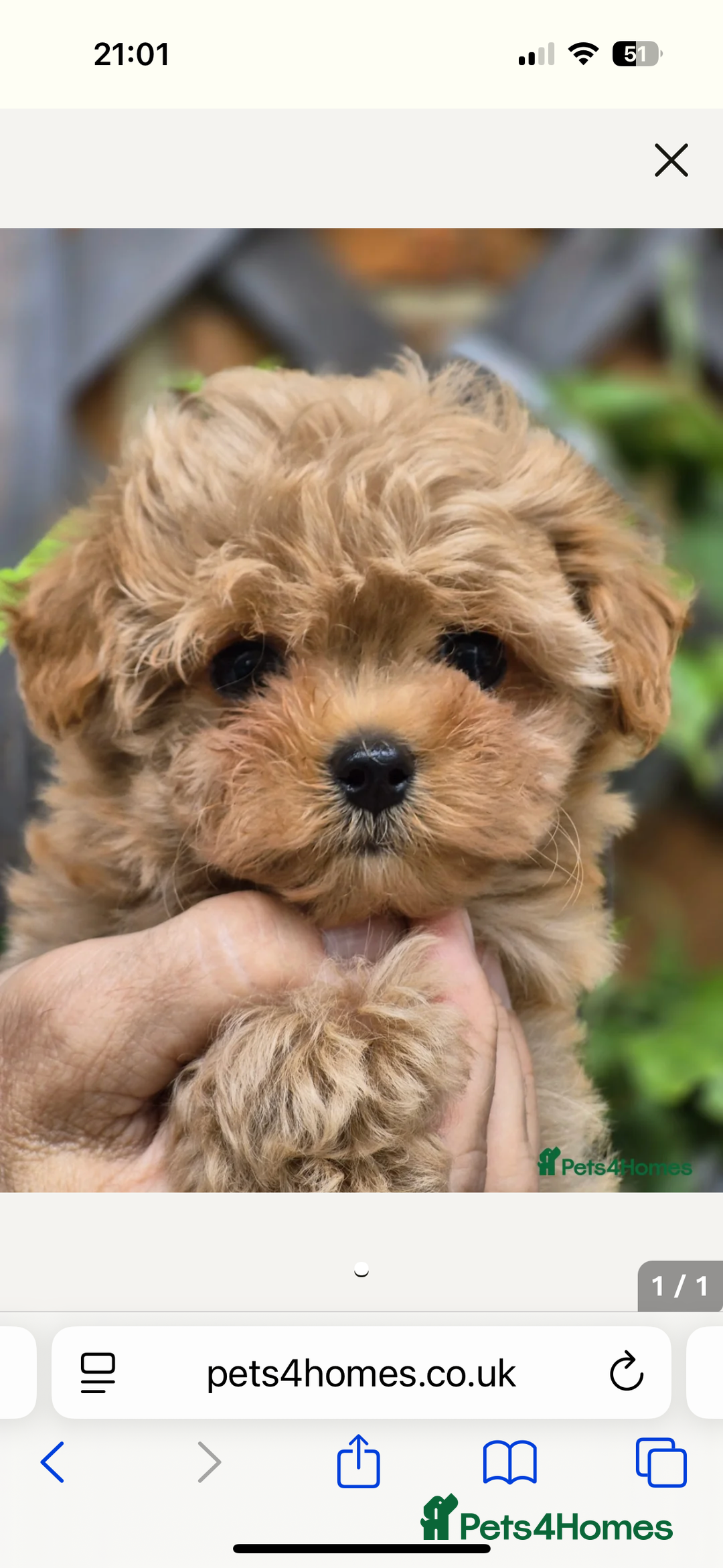 Maltipoo dogs for sale: Maltipoo - Image 1
