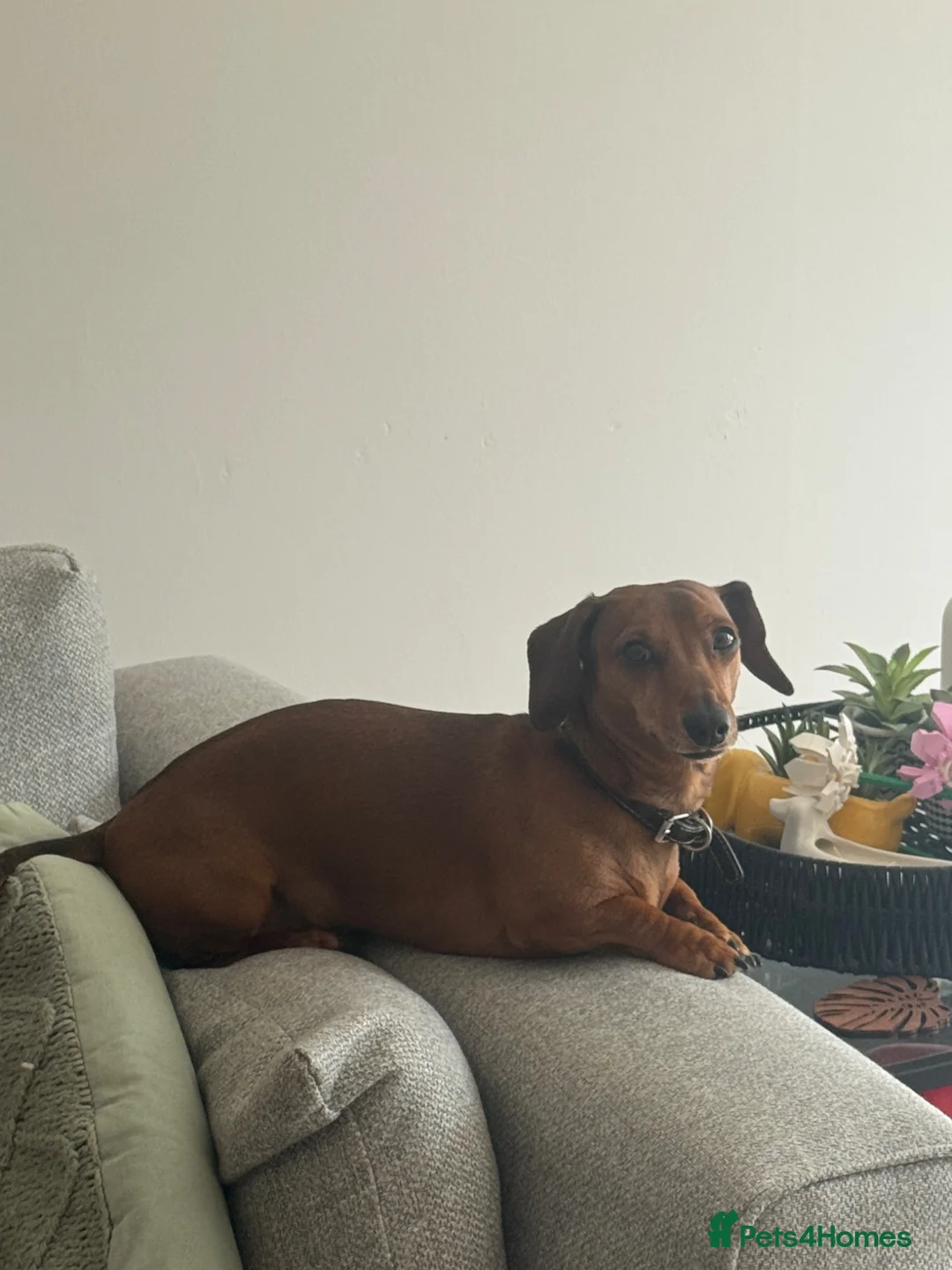 Miniature Dachshund dogs for stud: Miniature dachshund for stud duties only  - Advert 5