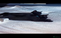 Korat cats for sale: Beautiful black kittens  - Image 4