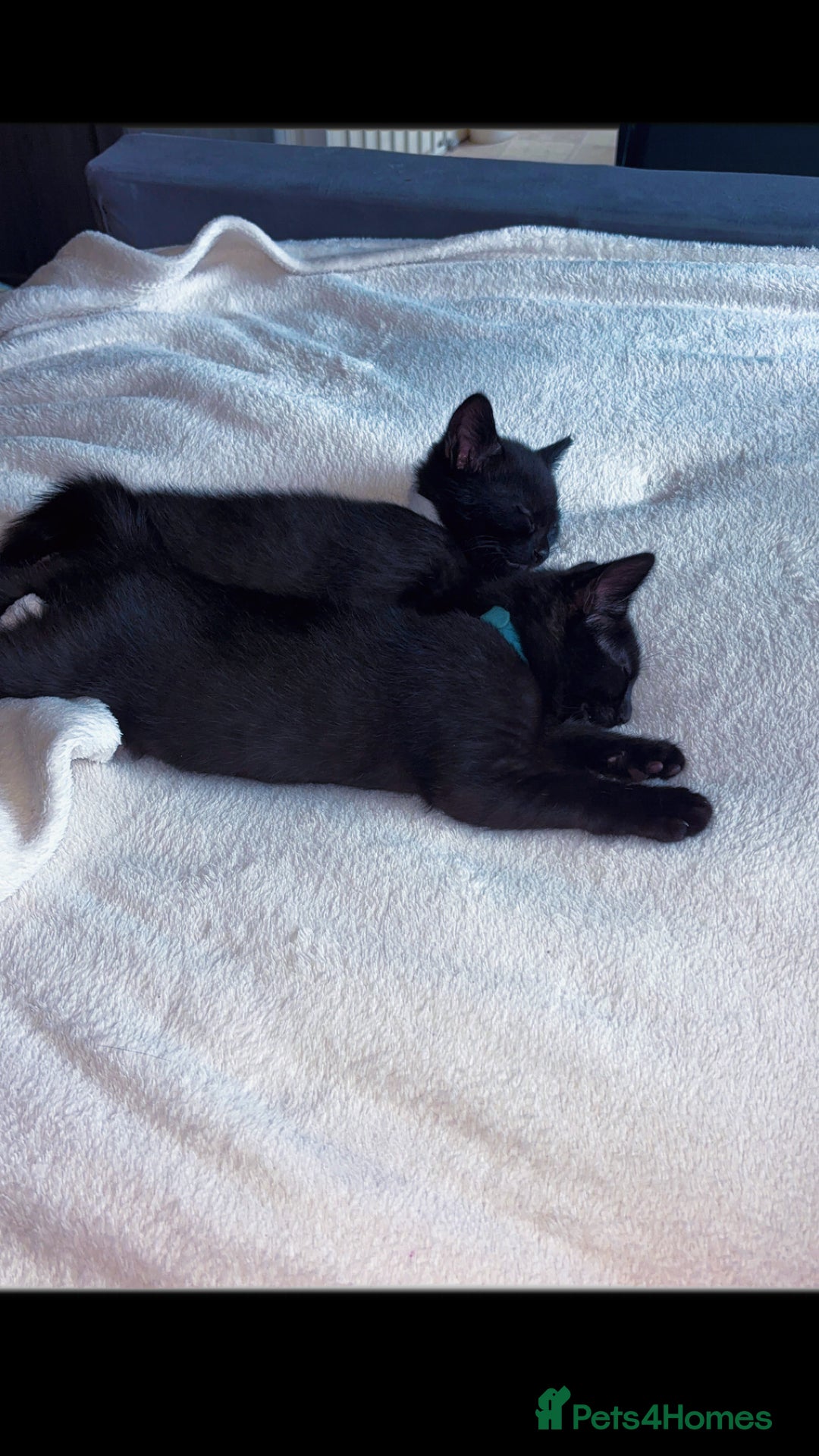 Korat cats for sale: Beautiful black kittens  - Image 4