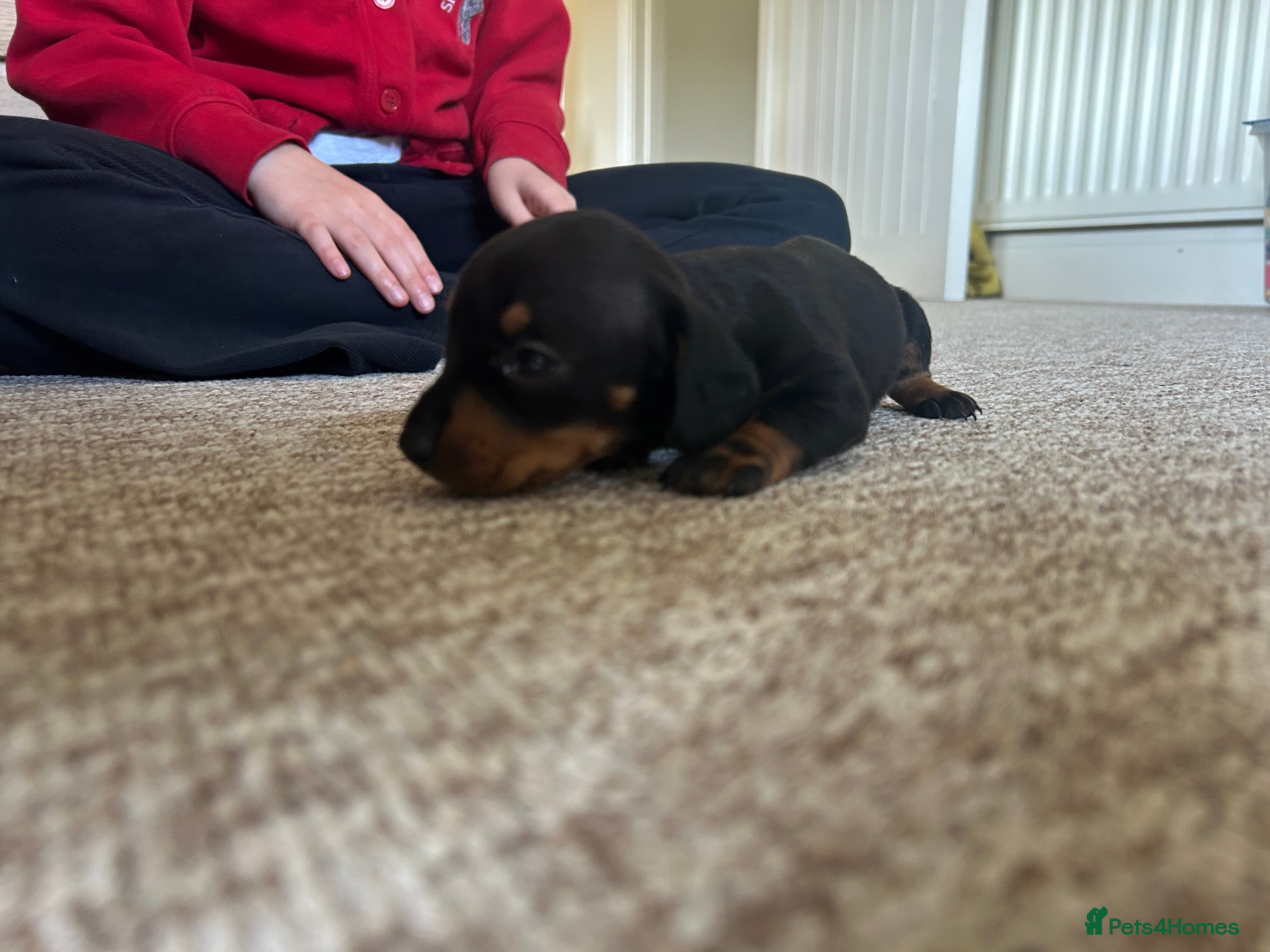 Miniature Dachshund dogs for sale: *reduced* ready now Miniature dachshund.  - Advert 15