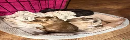Chihuahua dogs for sale: 💕🐾 GORGEOUS LONG-HAIRED CHIHUAHUA GIRLS 🐾💕 - Advert 6