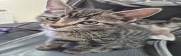 British Shorthair cats for sale: 3 Gorgeous Kittens looking for their forever homes - Advert 8