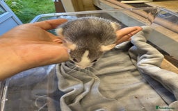 Rat rodents for sale: Dwarf Rats  - Image 17