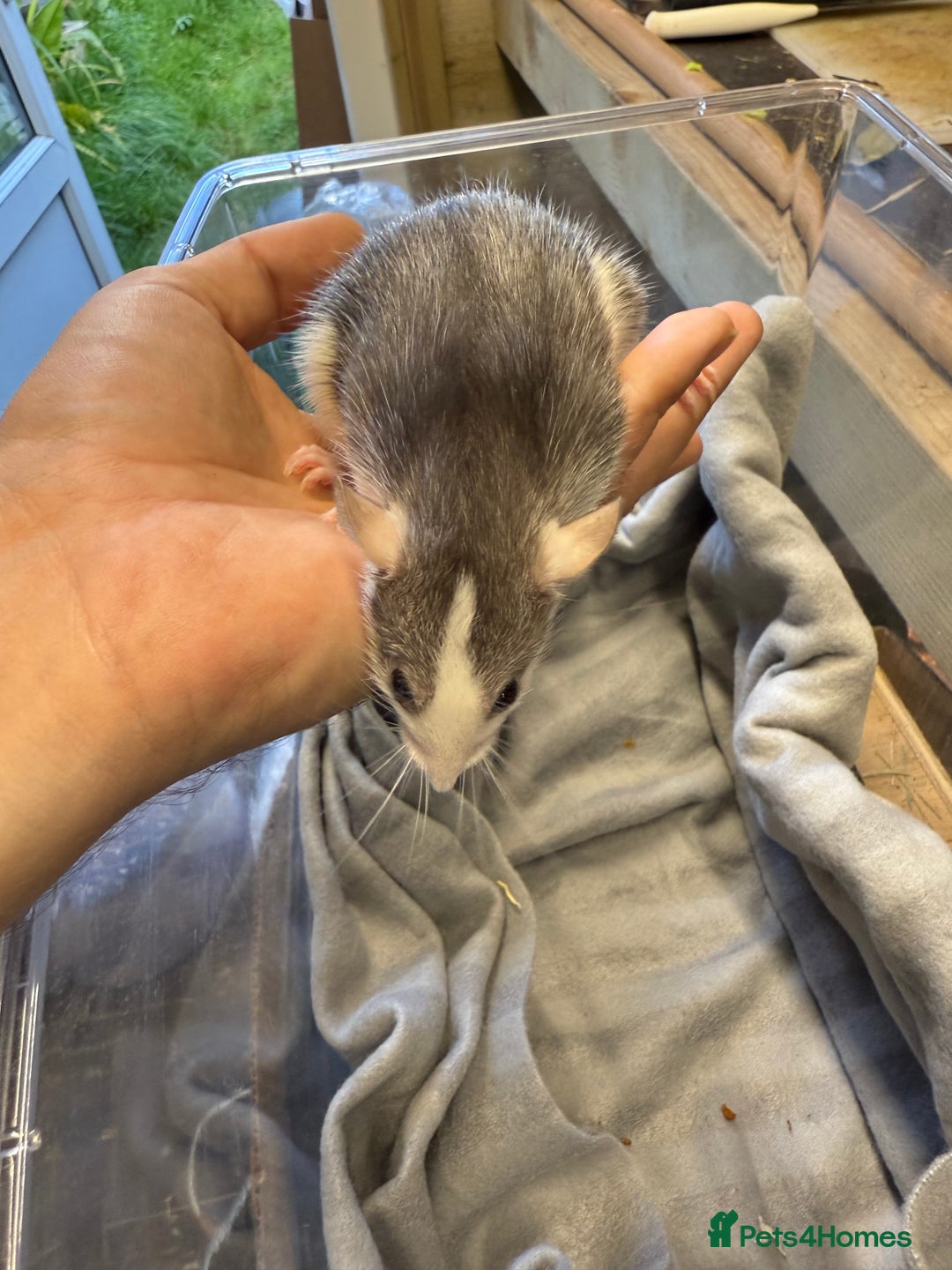 Rat rodents for sale: Dwarf Rats  - Image 17