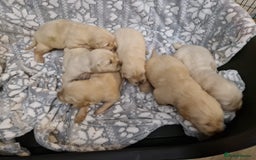 Golden Retriever dogs for sale: KC GoldenRetriver,READY DEC.20 - Image 4