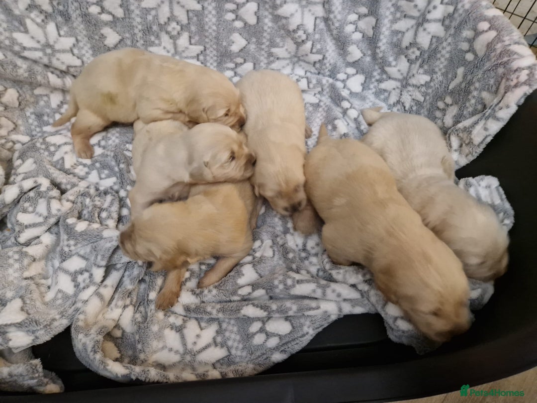 Golden Retriever dogs for sale: KC GoldenRetriver,READY DEC.20 - Image 4