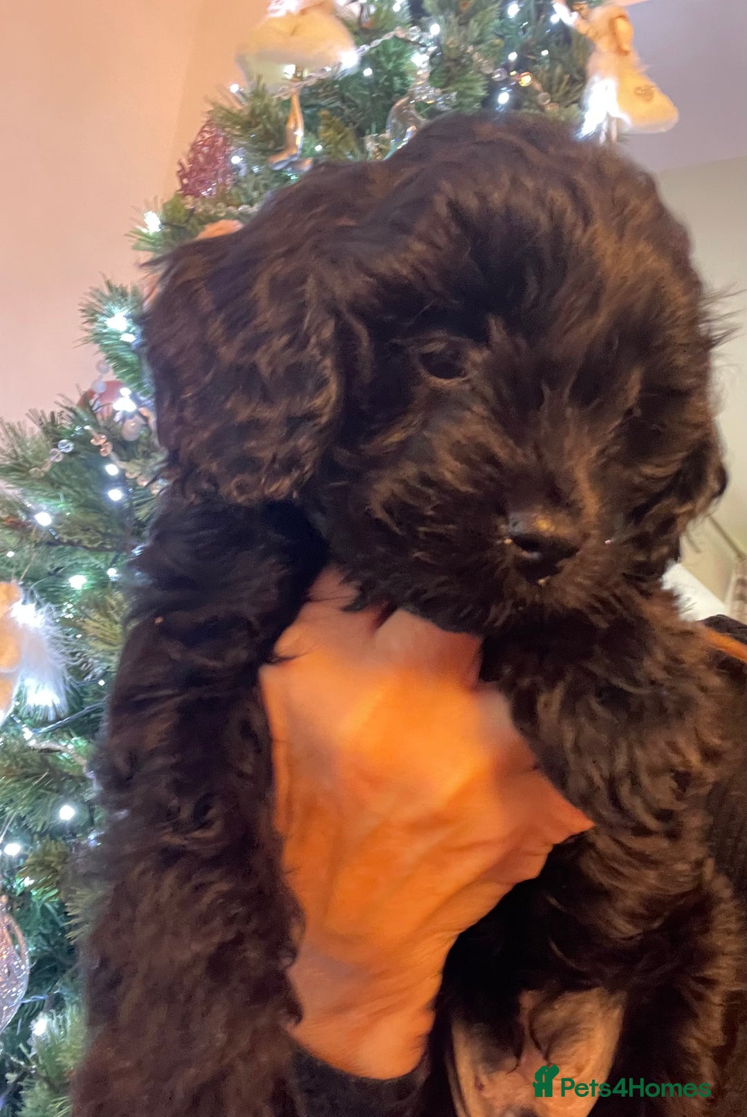 Cavapoo dogs for sale: F1 Cavapoo - Advert 23