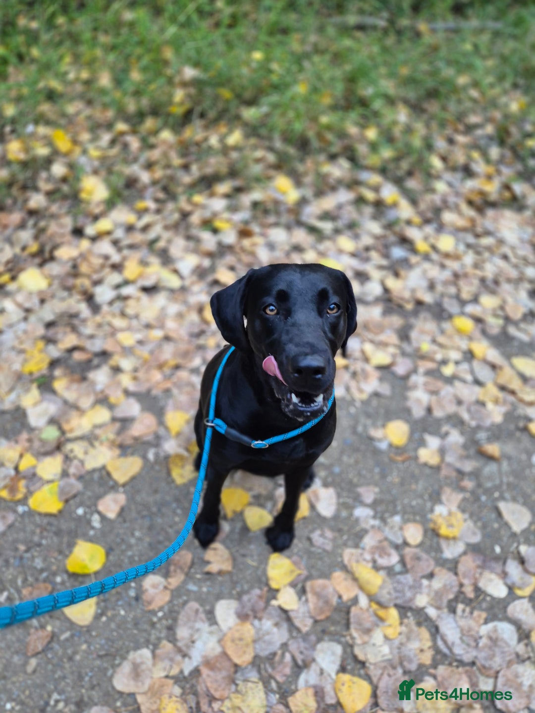 Labrador Retriever dogs for sale: Rehome lovely peach - Image 6
