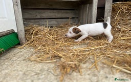 Jack Russell dogs for sale: Jack Russell puppies - Image 23