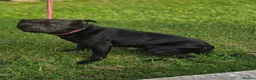 Staffordshire Bull Terrier dogs for sale: Kc registered,  Health tested, Black stafford male - Advert 6