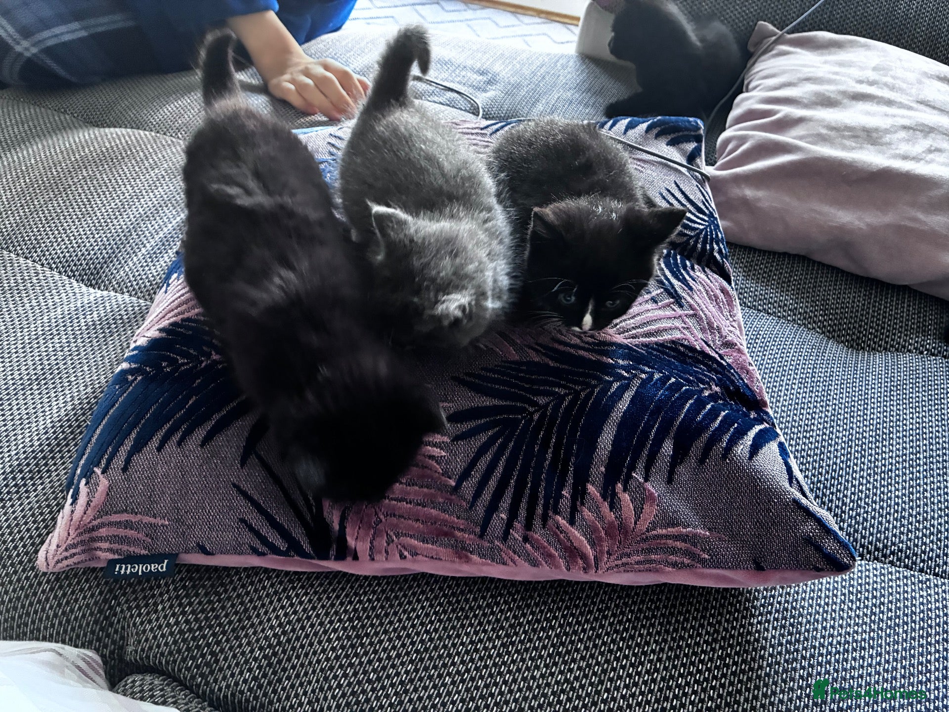 Mixed Breed cats 5 beautiful kittens  - Advert 1