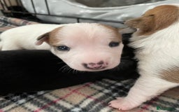 Mixed Breed dogs for sale: Chihuahua x Jack Russell puppies - Image 28