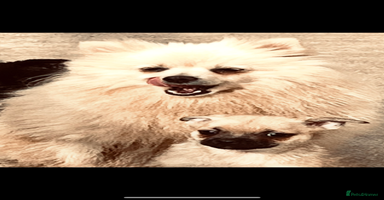 Mixed Breed dogs - Advert 5