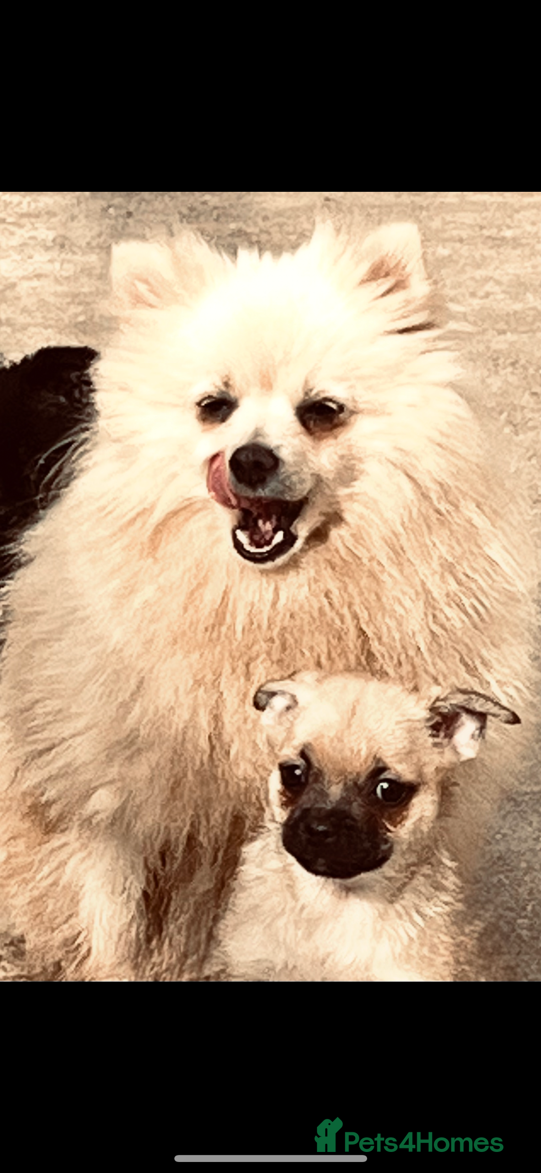 Mixed Breed dogs for sale: stunning puggapom ⭐️Ready to leave - Image 2